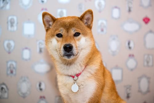 As The Shiba Memu Token Sale Continues, Liquidity, Loom Network Will Increase