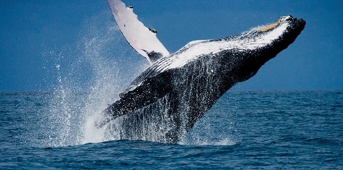 As whales accumulate TRB, teller prices rise.