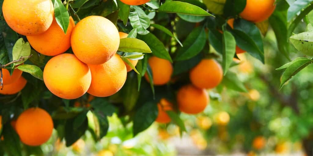 Binance is like a grocery store selling oranges and the SEC should leave it alone, says crypto lobby group