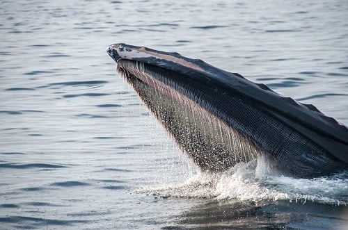 After The Season 2 Airdrop, The Whales Load Up On Blur.