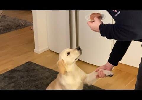 Dog Eats Food in 05 seconds Golden Retriever Dima