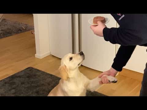 Dog Eats Food in 05 seconds Golden Retriever Dima