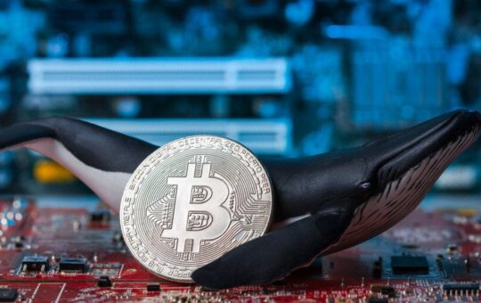 Bitcoin Whales are back to buying BTC, analysis shows