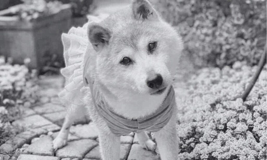 Kabosu, Shiba Inu Behind Hilarious Meme, Dies At 18