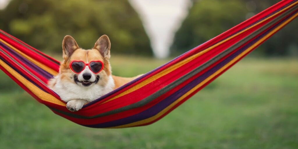 Little known Meme Coin CorgiAI will copy 60%, Pepecoin and Memecoin