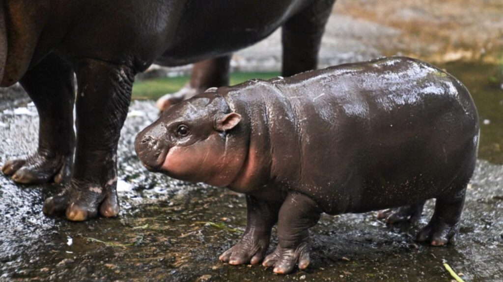 Cute Baby Hippo Inspires Mo Deng Token - Up 1,398% In Week