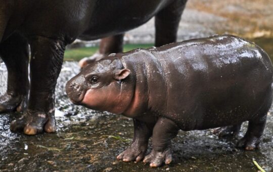 Cute Baby Hippo Inspires Mo Deng Token - Up 1,398% In Week