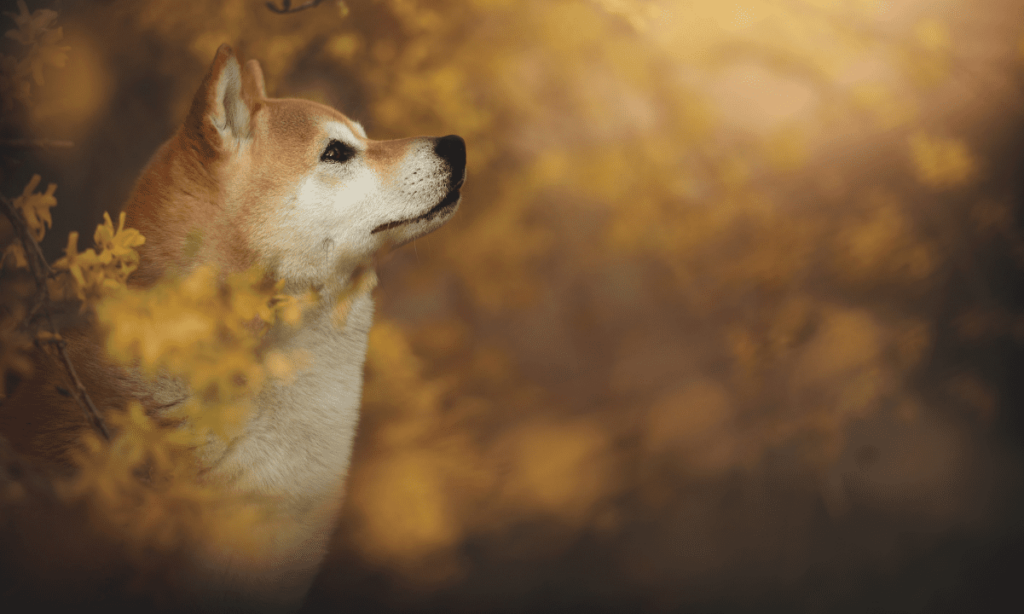 Shiba Inu, Pepe, Dogecoin Explodes In Double Digits, Total Liquidations Up To $150M