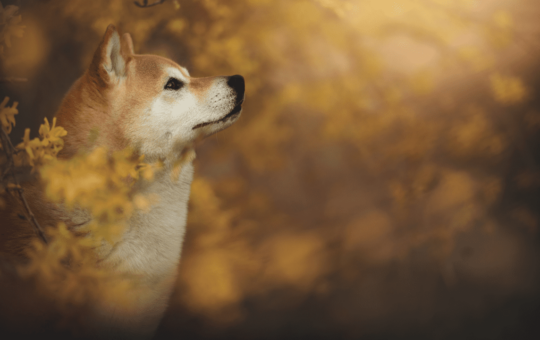 Shiba Inu, Pepe, Dogecoin Explodes In Double Digits, Total Liquidations Up To $150M