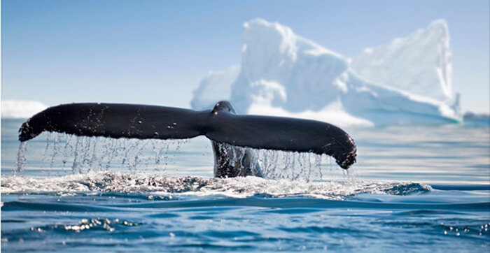 An image of a whale’s tail in the ocean