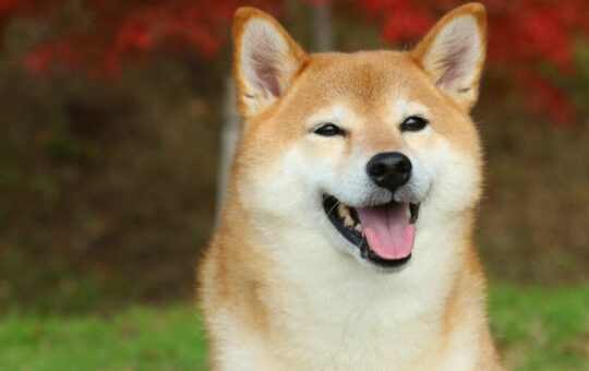 Elon Musk-Inspired Doge Meme Coin Skyrockets, Dogecoin Profits Out