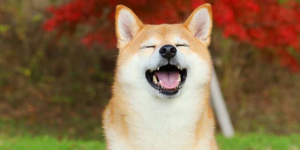 Floki pumps on Coinbase's listing plans as Dogecoin dips to five-month highs