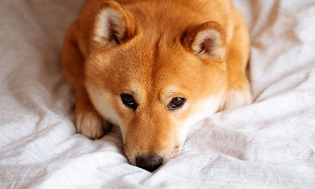 Shiba Inu, Dogecoin Double-Digit Recovery As Rally Cools, Liquids Up To $900M