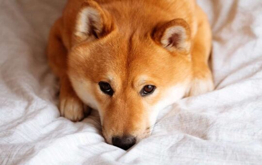 Shiba Inu, Dogecoin Double-Digit Recovery As Rally Cools, Liquids Up To $900M