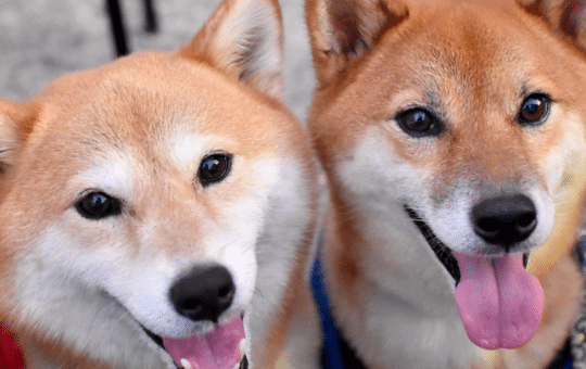 Dogecoin price rises to 8-month high as Shiba Inu spikes.