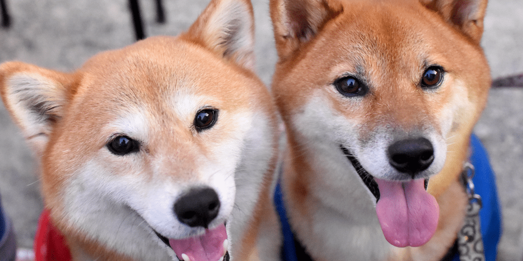 Dogecoin price rises to 8-month high as Shiba Inu spikes.