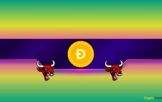 Dogecan (Dodge) To Match With Toti? Here Is A Massage Of Heat