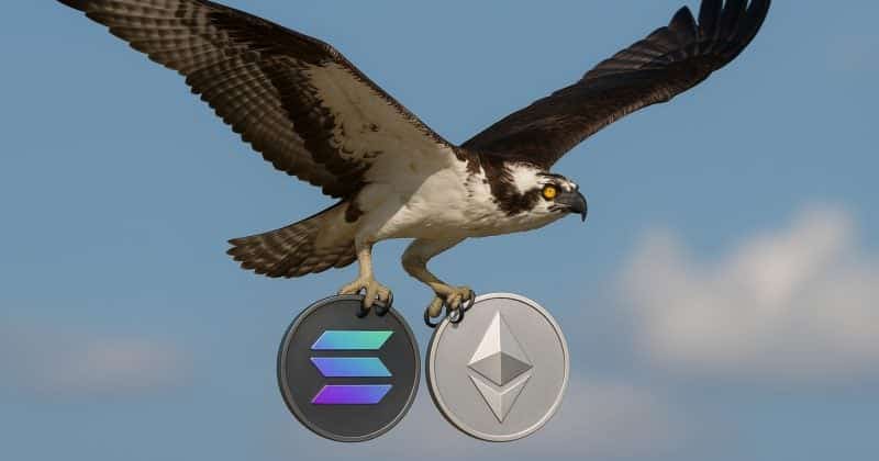 Reax-Opty Ereedy, Sula And Tappy Fs Cmcs May Start Immediately To Make No Objections