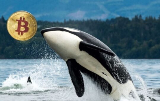 Wallet Connected With Saohyh-Ram Bitcoin Witcoin Wide 9,000 Bacc