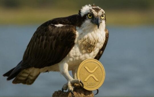 For The First Xrp Etf At The United States This Week
