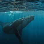 Bitcoin Whale was $ 40 meters at the highway space to hyperlodidid