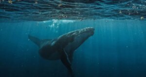 Bitcoin Whale Was $ 40 Meters At The Highway Space To Hyperlodidid