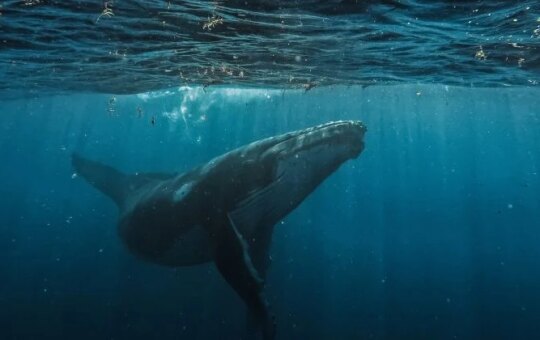 Bitcoin Whale Was $ 40 Meters At The Highway Space To Hyperlodidid
