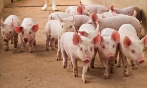 Us Pork-Addiction-Related $14.2B For Unaccounted For Beer