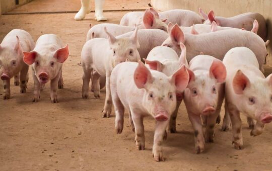 Us Pork-Addiction-Related $14.2B For Unaccounted For Beer