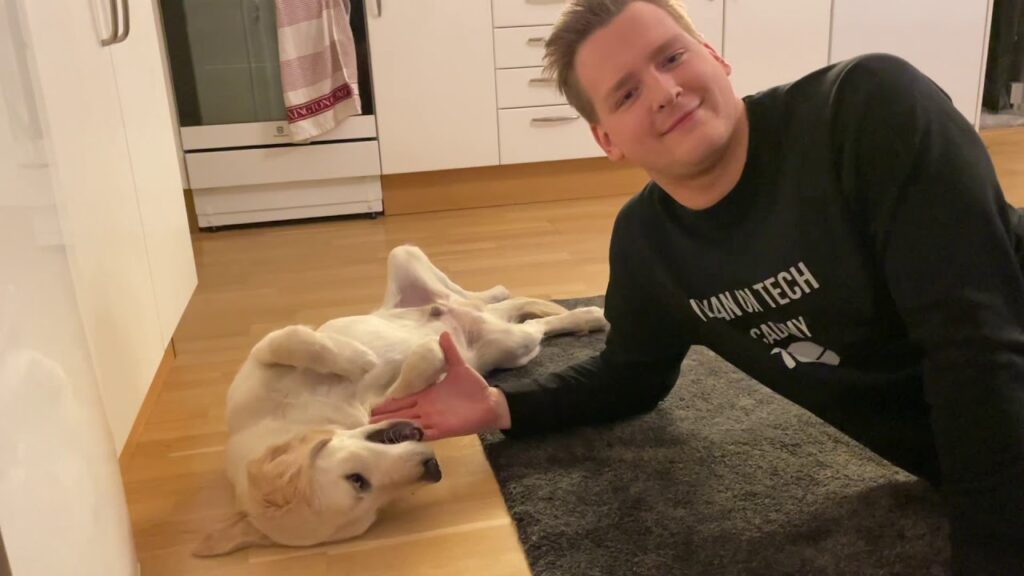 Golden Retriever Dima Loves Belly Rubbies Ivan On Tech