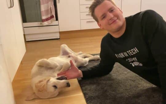 Golden Retriever Dima Loves Belly Rubbies Ivan On Tech