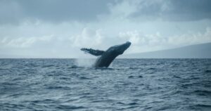 New Well Wallet With $7 Million In $7 Million In $Btc., $Xrp Short Positions