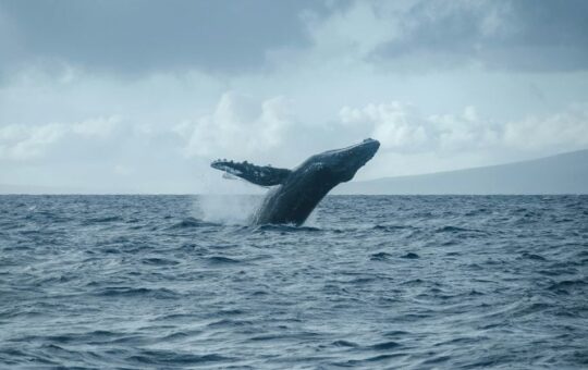 New Well Wallet With $7 Million In $7 Million In $Btc., $Xrp Short Positions