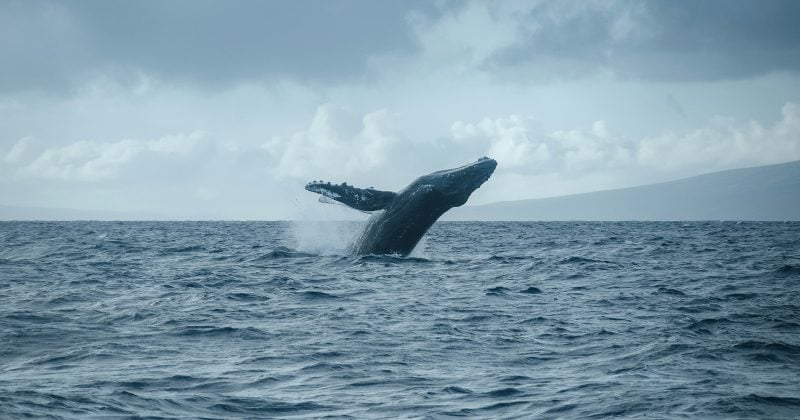 New Well Wallet With $7 Million In $7 Million In $Btc., $Xrp Short Positions