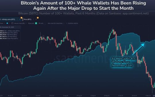 Scutsy 100 Bcc In Bitcoin Wallets