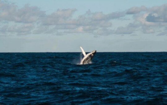 Bitcoin Og $ $ 617M Unadjusted Losses On The Long Position