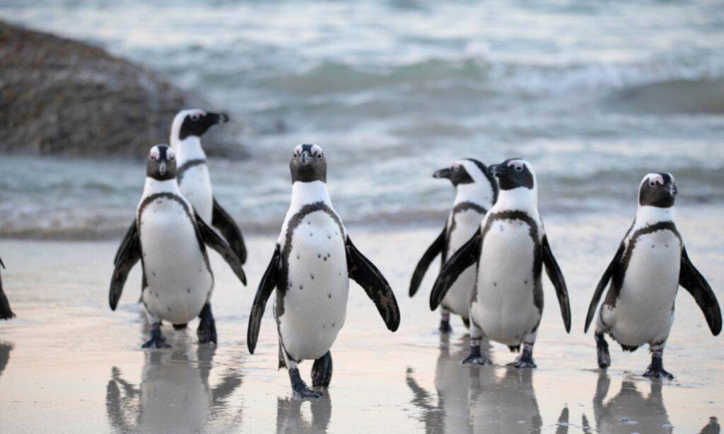 Pudgy Penguin Secures Las Vegas Globe After Dogwhiphat Campaign Fails