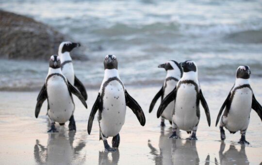 Pudgy Penguin Secures Las Vegas Globe After Dogwhiphat Campaign Fails