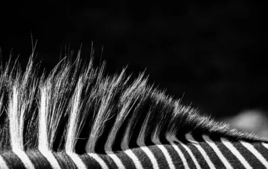 The Juventus Owner Receives An Entry Offer From Totter