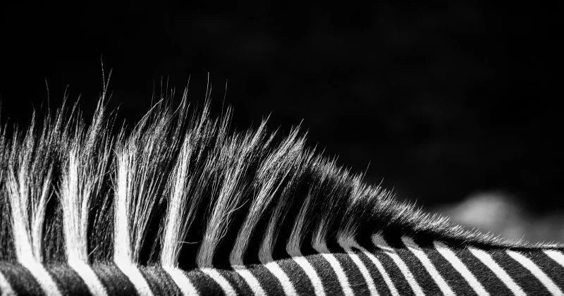 The Juventus Owner Receives An Entry Offer From Totter