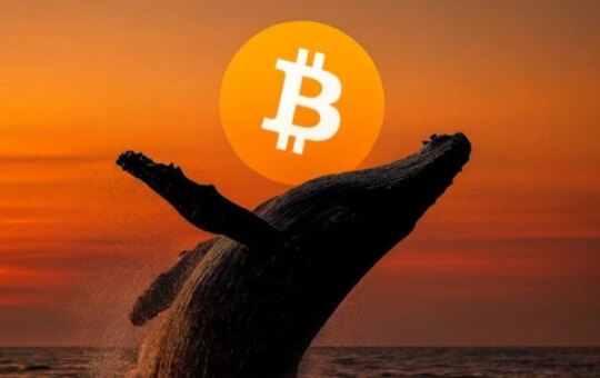 Bitcoin Whale Posts Long-Term $50 Million Profit In Btc, Eth And Sol