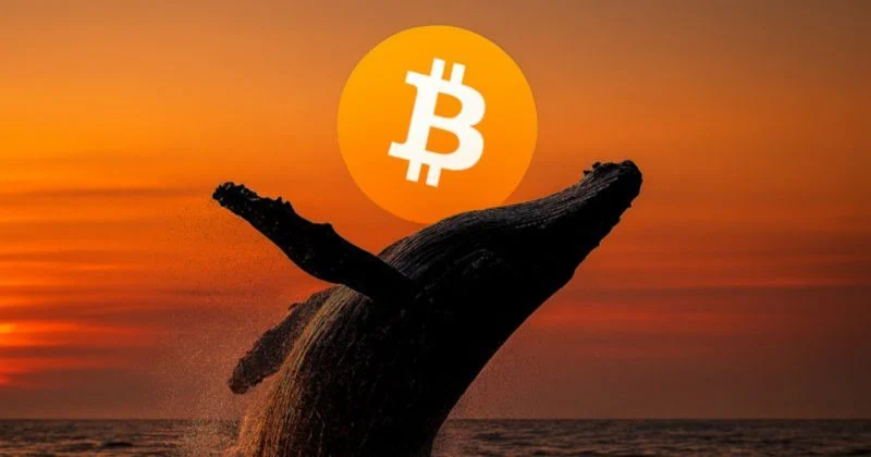 Bitcoin Whale Posts Long-Term $50 Million Profit In Btc, Eth And Sol